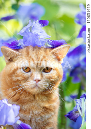 Cute ginger kitten sitting in iris flowers in the garden 130851639