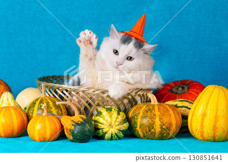 Funny little kitten in Halloween hat on blue blanket with colorful pumpkins. Halloween and Thanksgiving concept Funny little kitten in Halloween hat on blue blanket with colorful pumpkins. Halloween and Thanksgiving concept 130851641