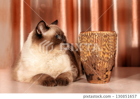 Cat with the musical instrument. Cute lying brown colorpoint cat with African folk tribal drum 130851657