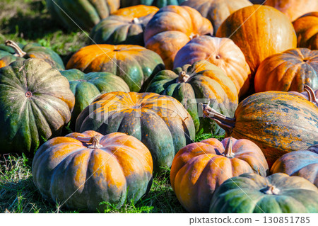 Full frame background of Pumpkins. Many Pumpkins on the hay. Autumn background. Halloween Thanksgiving Autumn Harvest background Full frame background of Pumpkins. Many Pumpkins on the hay. Autumn background. Halloween Thanksgiving Autumn Harvest background 130851785