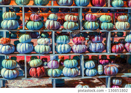 Pumpkins House wall. Halloween, Thanksgiving, autumn harvest background 130851802