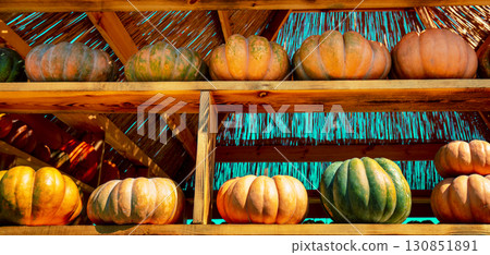 Pumpkins House wall. Halloween, Thanksgiving, autumn harvest background 130851891