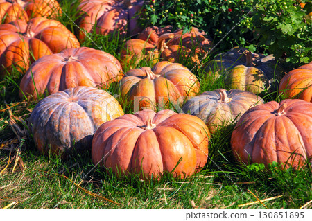 Crop of Pumpkins. Many Pumpkins on the grass. Autumn background 130851895