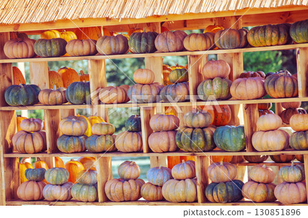 Pumpkins House wall. Halloween, Thanksgiving, autumn harvest background 130851896