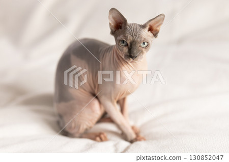 Portrait of sphinx cat on white background Portrait of sphinx cat on white background 130852047