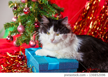 Black and white kitten lying near decorated Christmas tree with blue gift box on red blanket Black and white kitten lying near decorated Christmas tree with blue gift box on red blanket 130852096