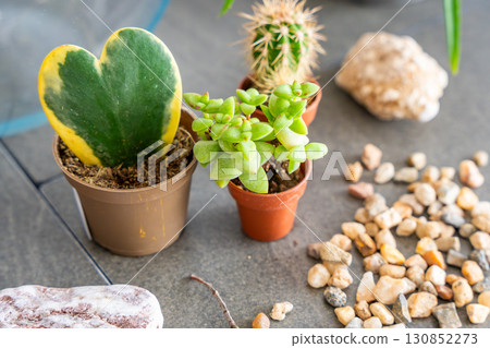 Close up view of natural materials and decorative elements prepared for creating a closed terrarium or glass ecosystem. Concept of DIY plant design, eco-conscious living and creative home projects. 130852273