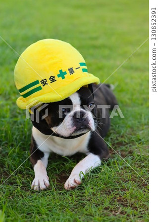 Mighty the Boston Terrier looks on in his Safety First hat Mighty the Boston Terrier looks on in his Safety First hat 130852391