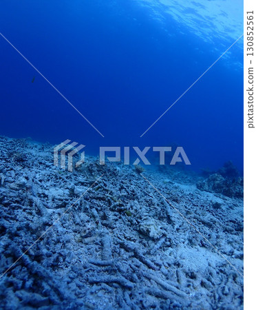 石垣島海底白化的鹿角珊瑚 石垣島海底白化的鹿角珊瑚 130852561
