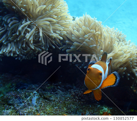潛伏在石垣島海底的小丑魚 潛伏在石垣島海底的小丑魚 130852577