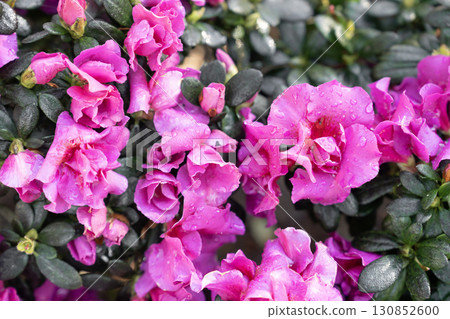 Cluster of pink Azalea flowers blooming densely on compact shrubs. Cluster of pink Azalea flowers blooming densely on compact shrubs. 130852600