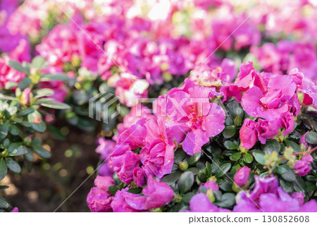 Cluster of pink Azalea flowers blooming densely on compact shrubs. Cluster of pink Azalea flowers blooming densely on compact shrubs. 130852608