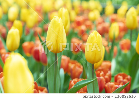 The Beautiful bright yellow tulips on a large flower-bed in the city garden 130852630