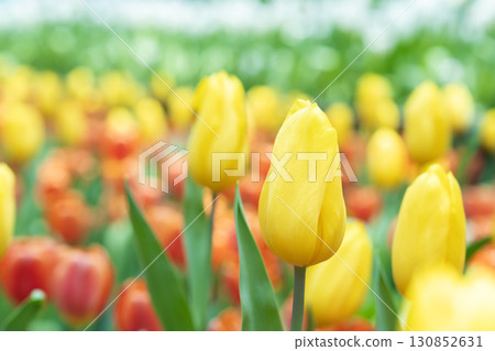The Beautiful bright yellow tulips on a large flower-bed in the city garden. The Beautiful bright yellow tulips on a large flower-bed in the city garden. 130852631