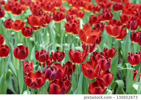 blooming red tulips. tulip flowers with deep red petals. forming flower arrangement background 130852673