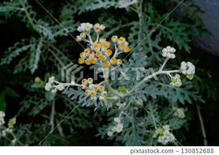 白雛菊,白雛菊,銀菊 白雛菊,白雛菊,銀菊 130852688