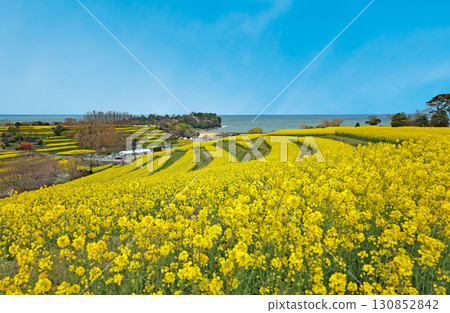 Rape blossoms at Nagasakibana Sunflower Field Observatory Rape blossoms at Nagasakibana Sunflower Field Observatory 130852842