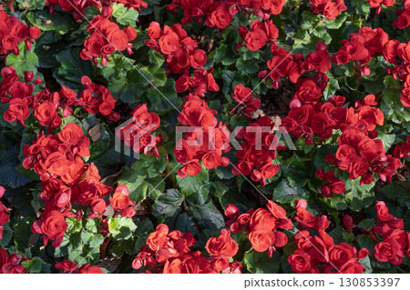 Red colored begonias (Begonia tuberhybrida) in garden 130853397