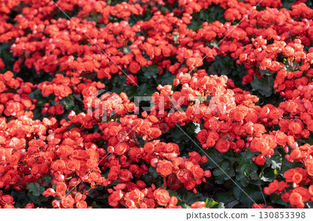 Rred colored begonias (Begonia tuberhybrida) in garden. 130853398