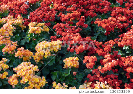 Beautiful fresh yellow and red begonia flower in the garden. Beautiful fresh yellow and red begonia flower in the garden. 130853399