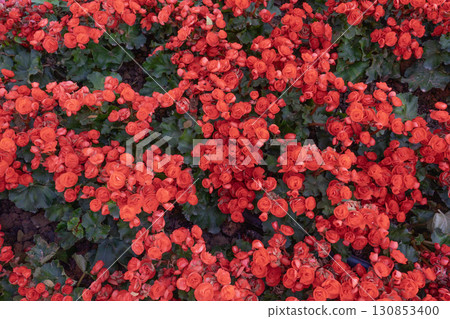 Red colored begonias (Begonia tuberhybrida) in garden 130853400