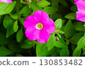 矮牽牛花 130853482