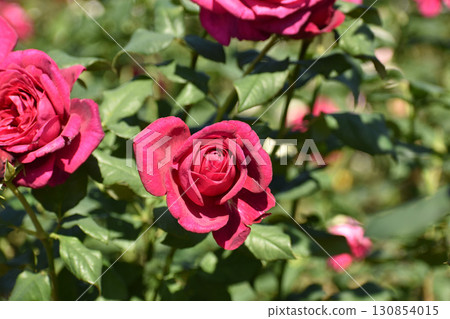 充滿活力的紅色秋玫瑰 130854015