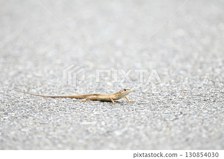 長廊上的蜥蜴 130854030