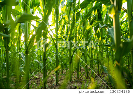 Close up view inside tall cornfield with green maize stems and leaves in sunlight 130854186