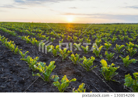 Agricultural sugar beet field illuminated by golden summer sunset 130854206