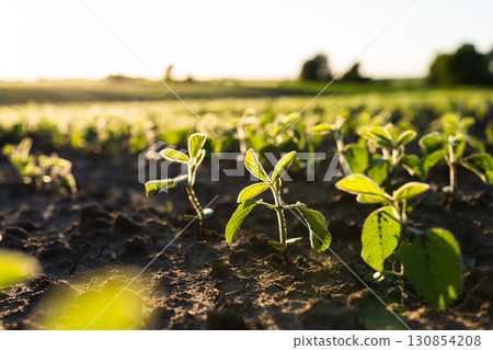Fresh soybean seedlings in fertile farmland illuminated by sunrise 130854208