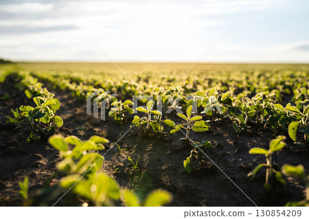 Young soybean sprouts in farmland at golden sunset 130854209