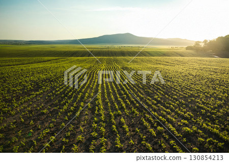 Landscape of cornfield seedlings at sunset with mountains on the horizon 130854213