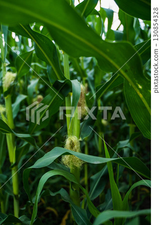 Close-up of green corn stalks with young cobs growing on farmland during summer season Close-up of green corn stalks with young cobs growing on farmland during summer season 130854328