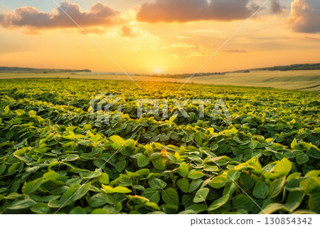 Lush green soybean plants growing in agricultural field under warm golden sunset sky Lush green soybean plants growing in agricultural field under warm golden sunset sky 130854342