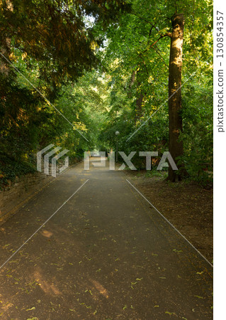 Tree-lined walkway through the park Tree-lined walkway through the park 130854357