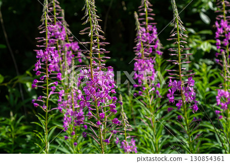 Wonderful flowering fireweed Chamaenerion angustifolium highlighted by the evening sun. A bunch of marvelous blossoming rosebay willowherbs 130854361