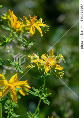 flowers of Saint Johns wort, Hypericum perforatum flowers of Saint Johns wort, Hypericum perforatum 130854362