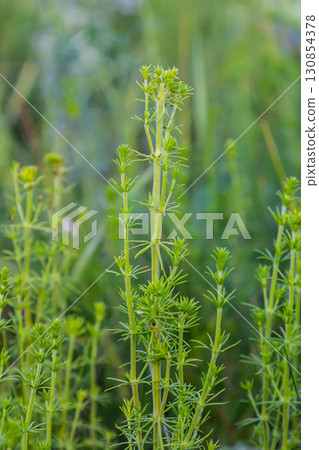 Beautiful blooming white bedstraw in June, galium album Beautiful blooming white bedstraw in June, galium album 130854378