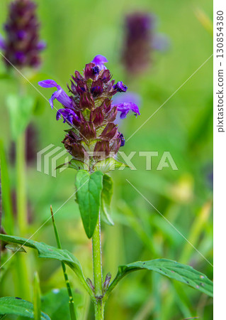 Prunella Vulgaris makro single natural flower, medicinal herbs nature background 130854380