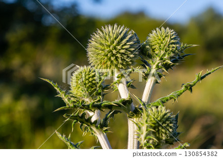 In the wild, the honey plant echinops sphaerocephalus blooms In the wild, the honey plant echinops sphaerocephalus blooms 130854382