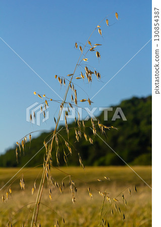 Fatua oatmeal. Stem, leaf and hanging ears of wild oats. Grasses 130854387