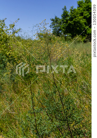 Thalictrum minus, Lesser Meadow-Rue. Wild plant shot in summer Thalictrum minus, Lesser Meadow-Rue. Wild plant shot in summer 130854399