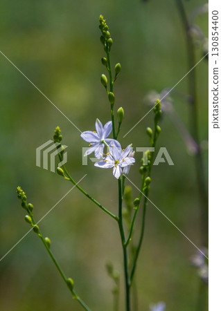 Fragile white and yellow flowers of Anthericum ramosum, star-shaped, growing in a meadow in the wild, blurred green background, warm colors, bright and sunny summer day Fragile white and yellow flowers of Anthericum ramosum, star-shaped, growing in a meadow in the wild, blurred green background, warm colors, bright and sunny summer day 130854400
