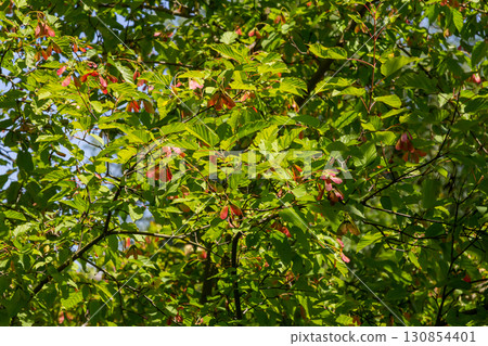 Maple Holly or maple sycamore or Maple platanolistny lat Acer platanoides a species of the genus Maple Acerfamily Sapindaceae 130854401