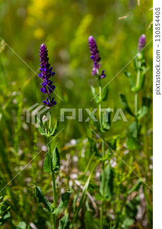 Salvia nemorosa, forest sage, beautiful bright color, violet blue flowers in bloom, muscadine flowering ornamental plants in the garden 130854408