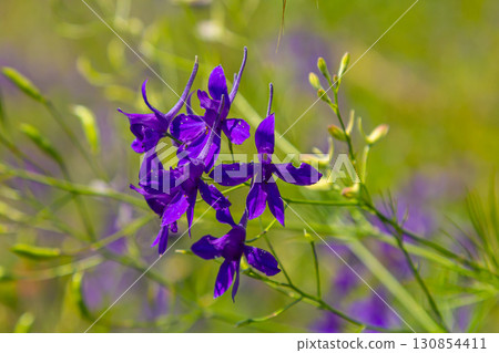 Delicate inflorescences. Field consolidation. Consolida regalis. Beautiful flower background of nature 130854411