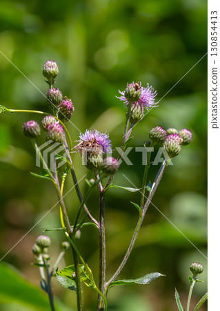 Creeping thistles in a summer meadow Creeping thistles in a summer meadow 130854413