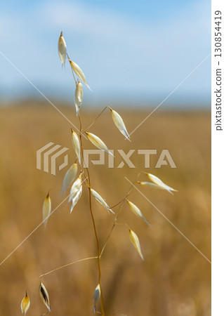 Fatua oatmeal. Stem, leaf and hanging ears of wild oats. Grasses 130854419