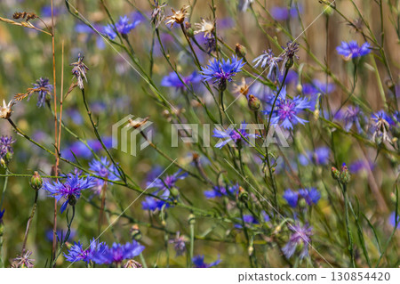 Centaurea cyanus is the common cornflower in our fields Centaurea cyanus is the common cornflower in our fields 130854420